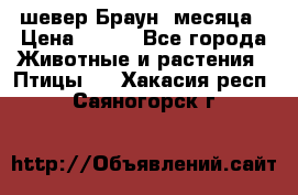 шевер Браун 2месяца › Цена ­ 200 - Все города Животные и растения » Птицы   . Хакасия респ.,Саяногорск г.